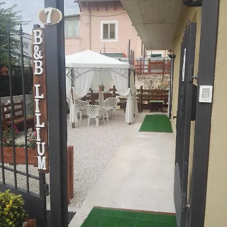 Lilium 3*