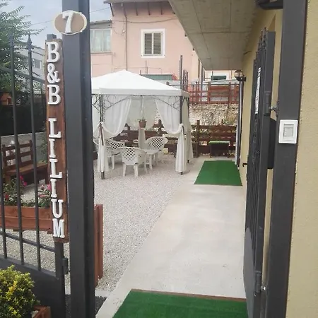 Lilium 3*